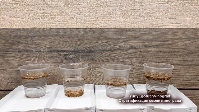 ? Виноград из КОСТОЧКИ ВИНОГРАДА. Стратификация ГИБРИДНЫХ семян. Начало длинного пути. смотреть онлайн
