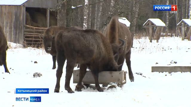 Зубры в "Орловском полесье" вышли на подкормочные площадки смотреть онлайн