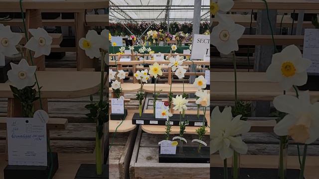 Nantucket Daffodil Show смотреть онлайн