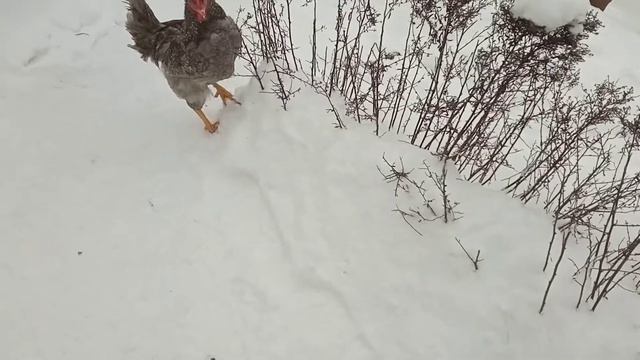 Петя Голубой доминант Д 107 оказался очень умным. смотреть онлайн