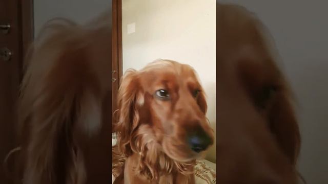 это видео длитса 3 секунди можеш листать! смотреть онлайн
