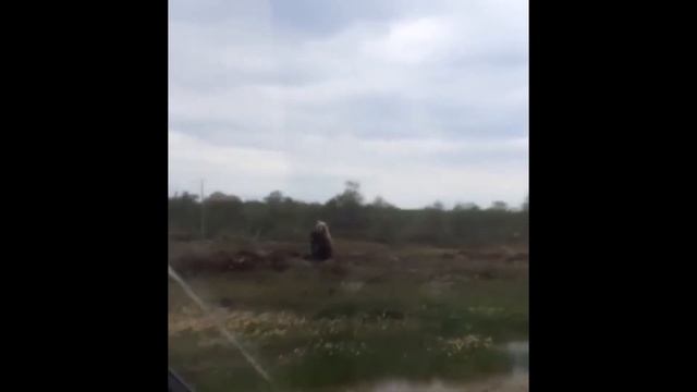 Возле села Первомайское были замечены медведица с двумя медвежатами смотреть онлайн