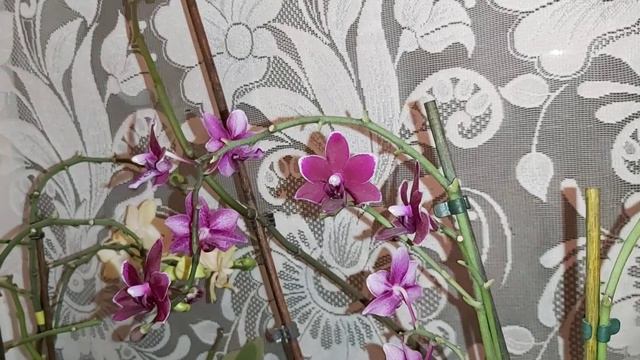 Немного красоты, а полное видео будет завтра, устала с дороги🙈 ОРХИДЕЯ ЧЕРНАЯ ЖЕМЧУЖИНА смотреть онлайн