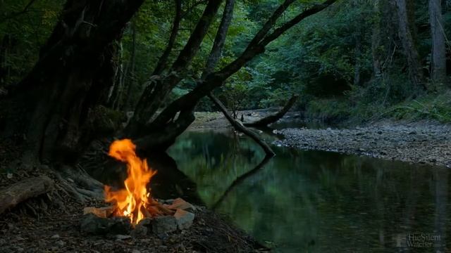 Что делать с выкопанными луковицами тюльпанов? смотреть онлайн