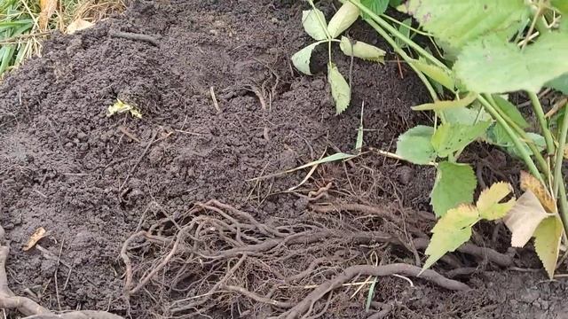 Пересадка ежевики, взрослый куст смотреть онлайн