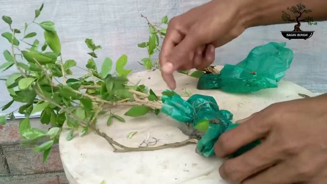 Variegated Pithecellobium Dulce