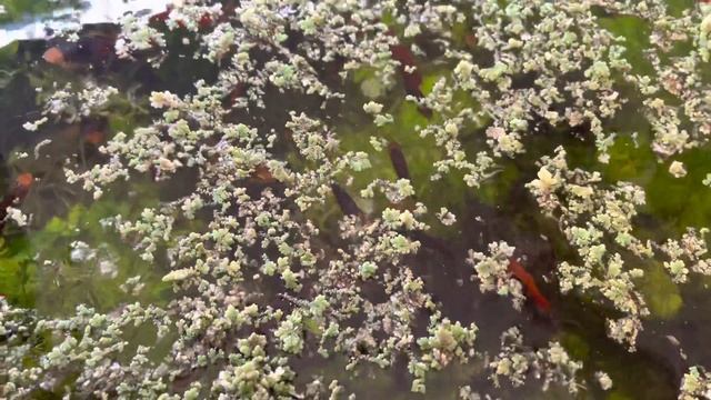 Azolla Caroliniana as a nutrient export in my freshwater aquariums. смотреть онлайн
