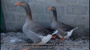 Гусь Уральский серый — описание породы