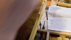 Вывод маток.Перенос личинок.