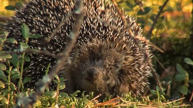 Животные в еловом лесу смотреть онлайн