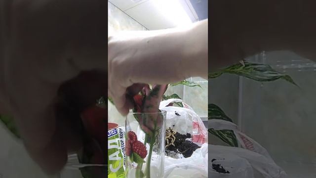 Аглаонема размножение #shorts #tiktok #цветы смотреть онлайн