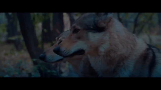 Руслан Добрый, Tural Everest - Волки смотреть онлайн
