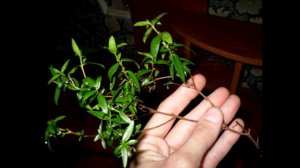 Мирт - приметы и суеверия