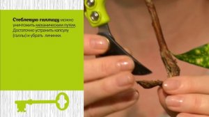 Вредители малины.  Галлица стеблевая и побеговая