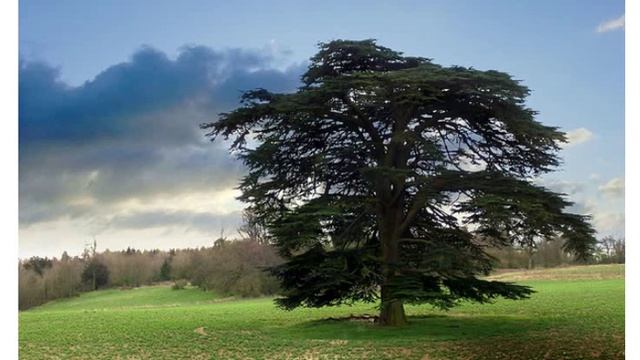 Семена кедра Ливанского ( Cedrus libani ) купить продам смотреть онлайн