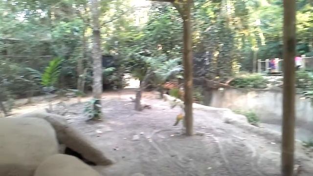 Сингапур. Зоопарк Комодский дракон смотреть онлайн