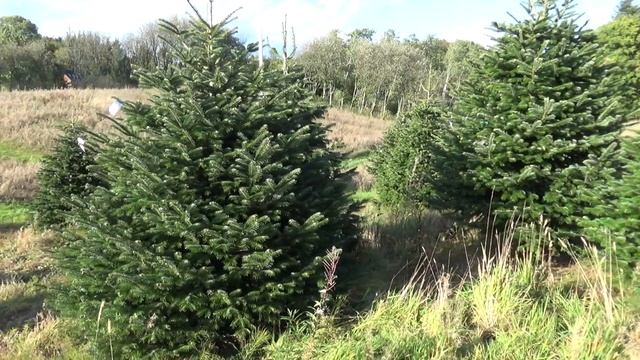 Пихта Нордмана (срубленная новогодняя пихта)  22145