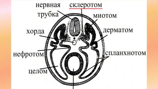осевой скелет животных смотреть онлайн