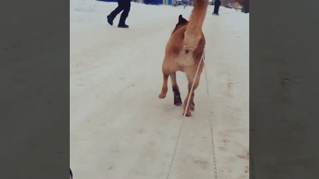 Бельгийская Малинуа везёт смотреть онлайн