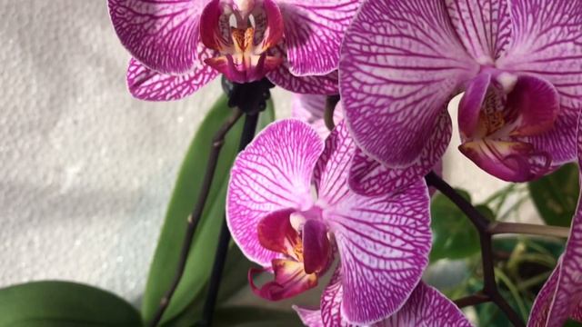 Орхидеи .Phal. Happy Minho Ажурная красотка ? ??