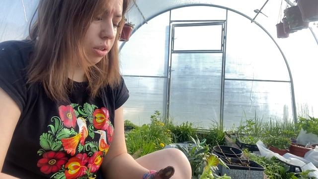 Пересаживаю клубневые бегонии и вегетативные георгины на пмж.60% хризантем не вышли из зимовки смотреть онлайн