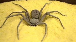 Самые опасные и ядовитые пауки в мире