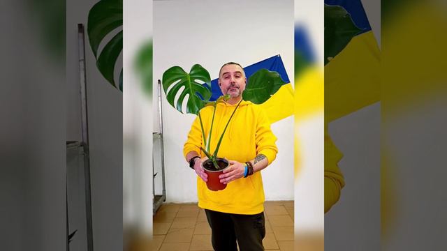 Монстера Деликатесная, цена 250 гривен! Бронь в вайбер 0996782355 смотреть онлайн