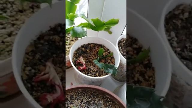 Молодые шлюмбергеры, опыление смотреть онлайн