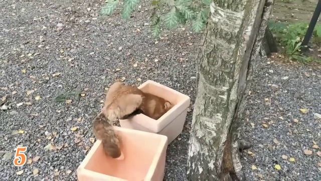 ЛИСЯО. Алиса - Лиса. Пирог для лисы