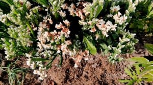 Вырастила статицу на зимние букеты!