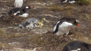 пингвин срет на пингвина