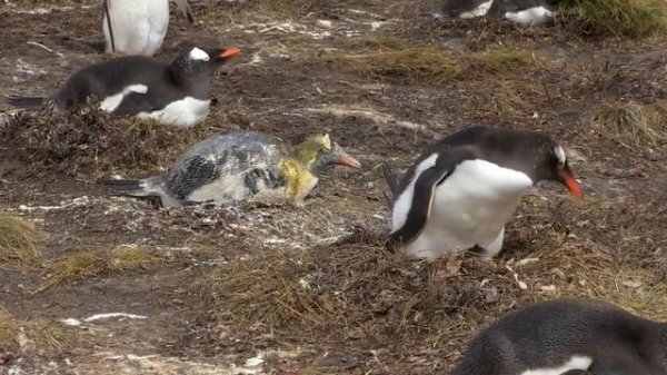 пингвин срет на пингвина