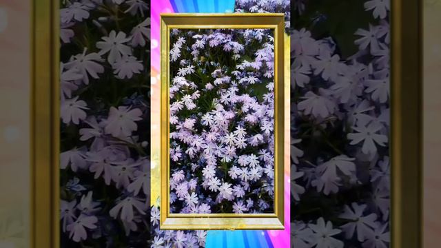 Флокс шиловидный смотреть онлайн