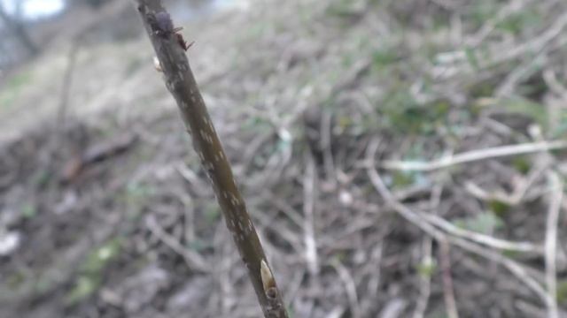 Легион клещей в городе. смотреть онлайн