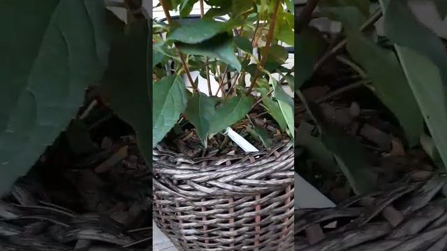 Гортензия серии патио - Литл Фреско ( Little Fresco) https://vk.com/raiskiy_ugolo4ek смотреть онлайн