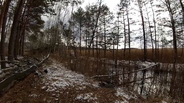 Поход в лес с ночевкой. Лесные озера.