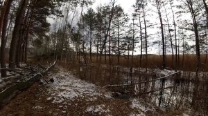 Поход в лес с ночевкой. Лесные озера.