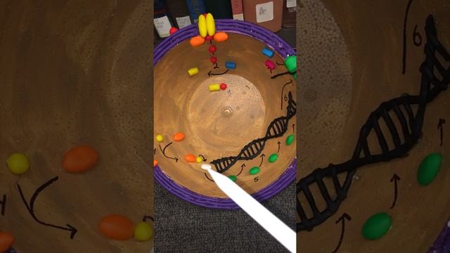 Natural Transformation in Enterococcus faecalis смотреть онлайн