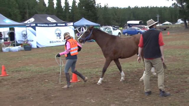 "HOW TO" Endurance series - Presenting to the vets смотреть онлайн