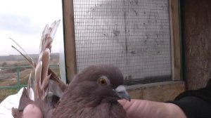 В ГОСТЯХ У ВИКТОРА ВЛАДИМИРОВИЧА.ПИТОМНИК ИМЕНИ Г.УДОВИЧЕНКО.ГОЛУБИ НА ЛИНЬКЕ.