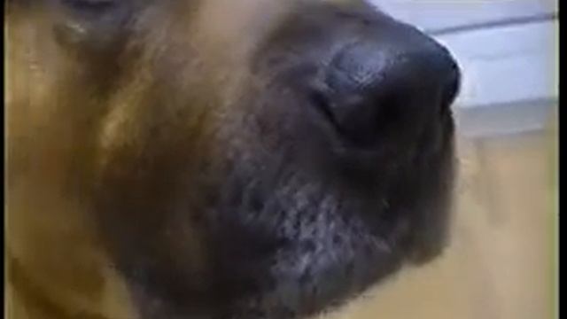 Самая умная собака смотреть онлайн