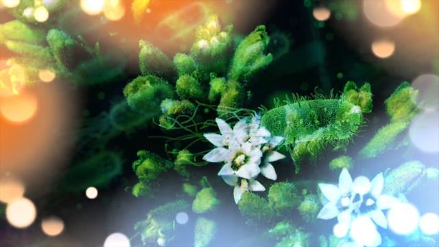 La Stevia: Un Edulcorante Natural De Moda Con Propiedades Asombrosas. Temporada 1 - 67