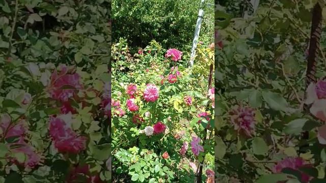 Мари Кюри, Гетано, Розариум Юнтерзен, Мари Кюри смотреть онлайн