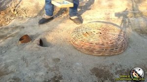 Ловушка для птиц - майна воробей