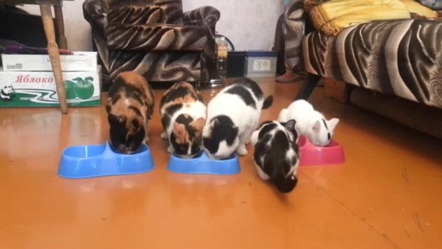 Вечно голодные кошки смотреть онлайн