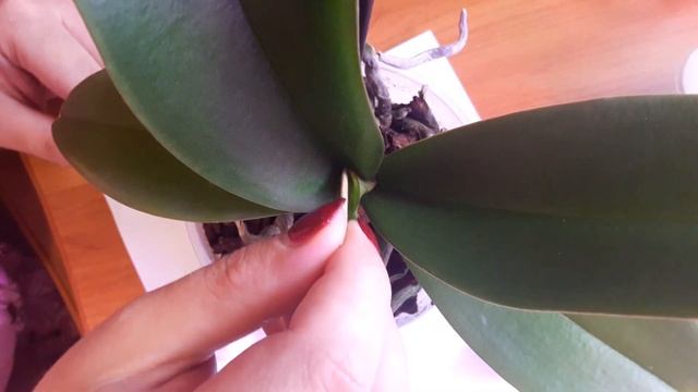 9 Обрезка листа орхидеи с мокнущим пятном смотреть онлайн