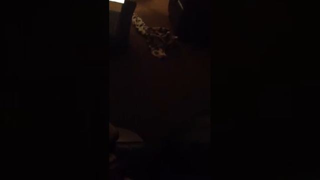 Bella heard the dogs barking on skyrim