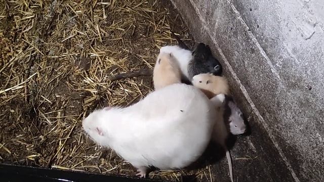 Жара!, как спасать нутрию??? смотреть онлайн