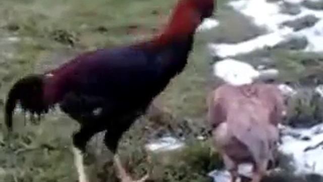 порода бойцовых кур Лари в Украине www.maran.at.ua смотреть онлайн