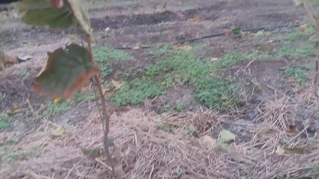 Фундук Трапезунд, на орехе медвежьем. смотреть онлайн